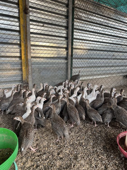 Цесарка 4 ойлигдан бошлаб