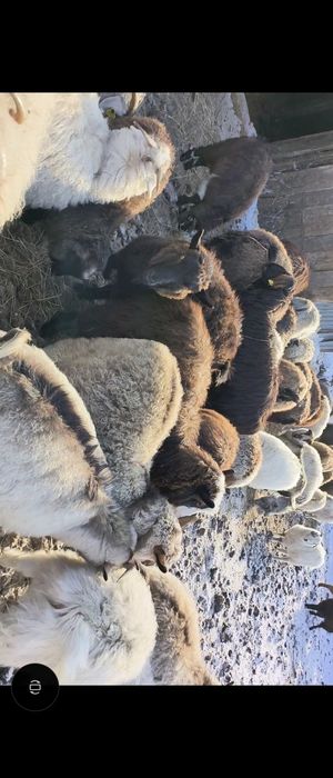 Ешкі сатылады. Козы.