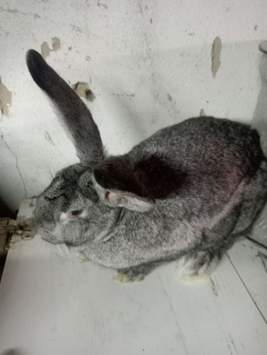 Срочно продам две кролчих