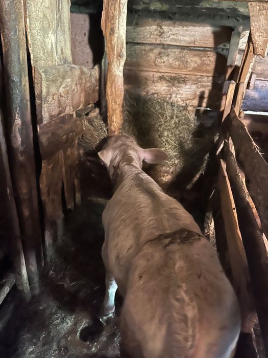 vand un bouc de o luna