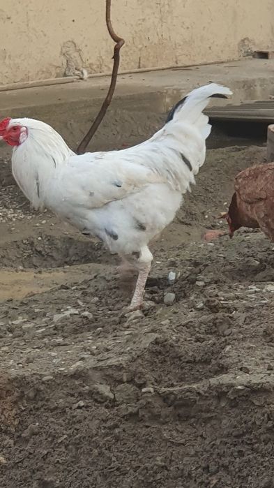 Хурозлар сотилади