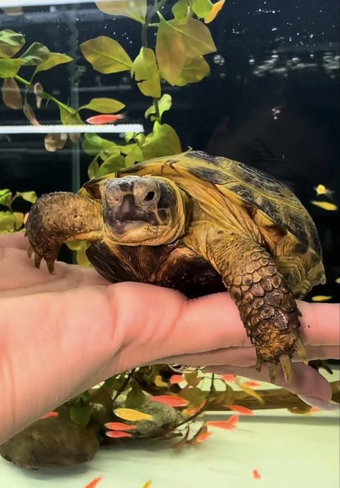 Сухопутные Черепашки