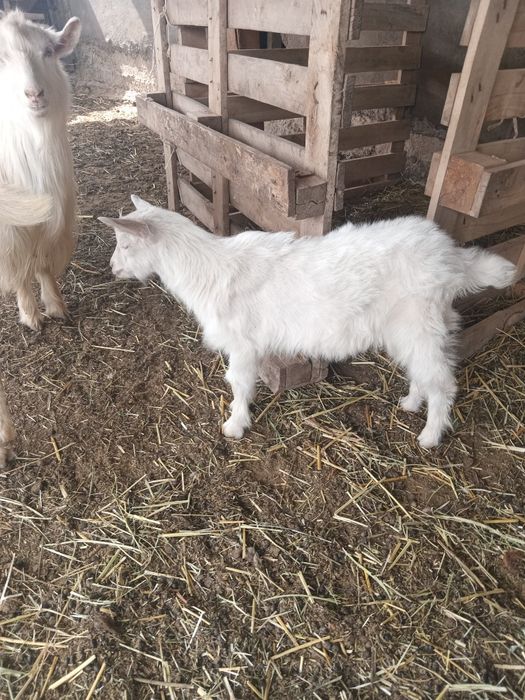 Ешкілер сатылады.