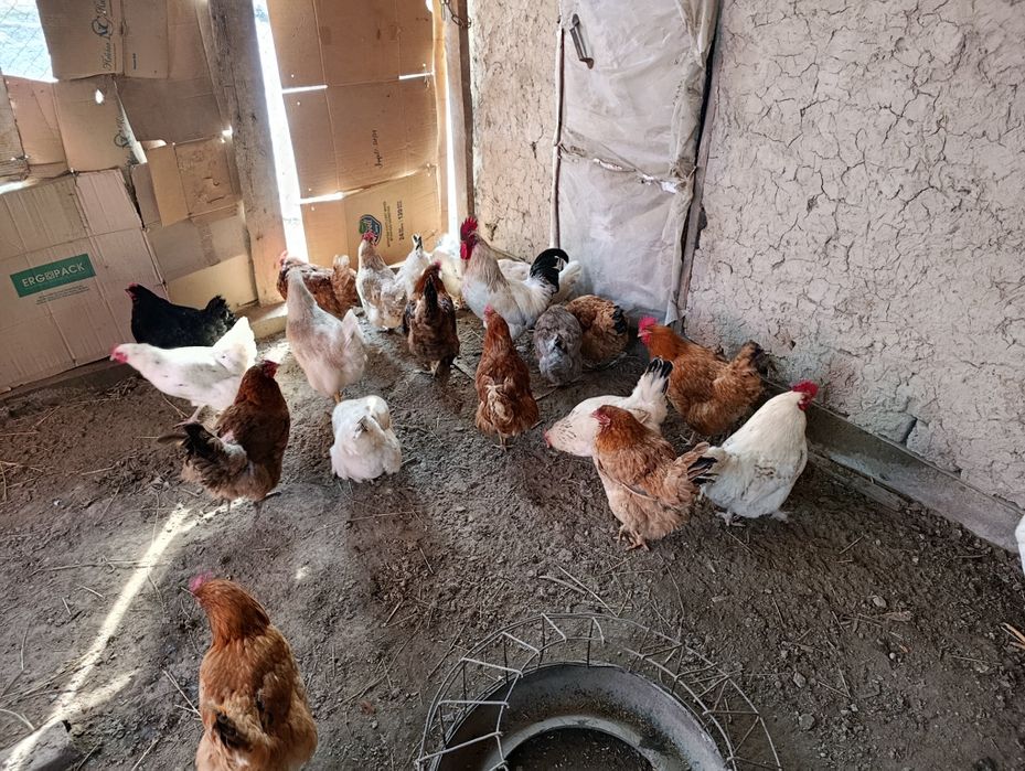 Туып тұрған тауықтар сатылады