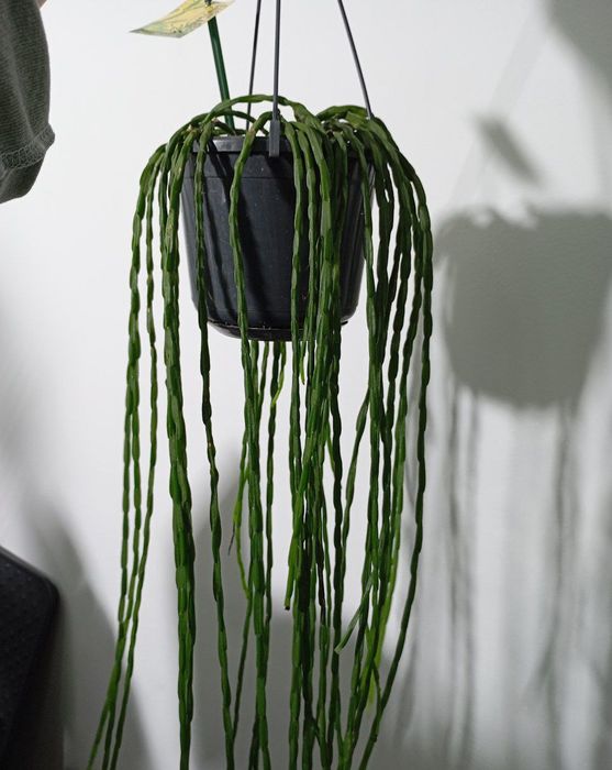 Рипсалис парадокса минор и пахиптера рубра