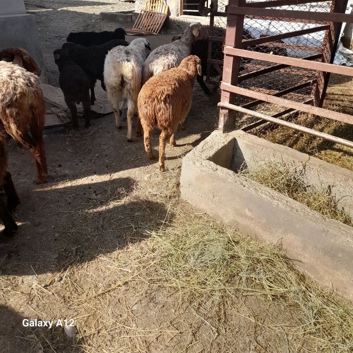 Ұрғашы тоқты сатылады