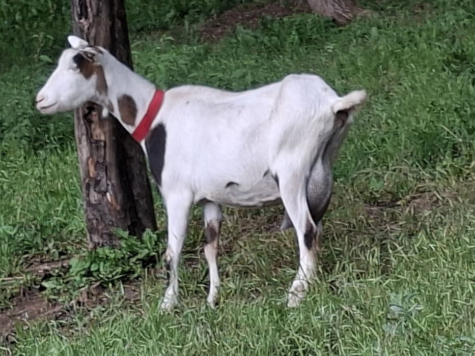 Capre de vanzare