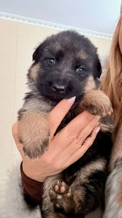 Продам щенков немецкой овчарки