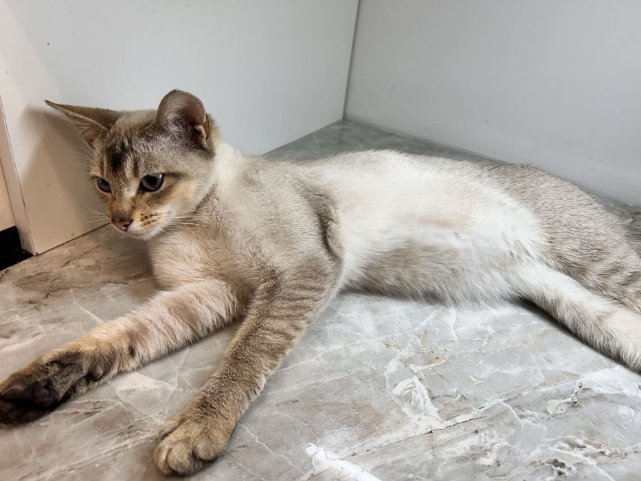 Отдам кота 7 мес