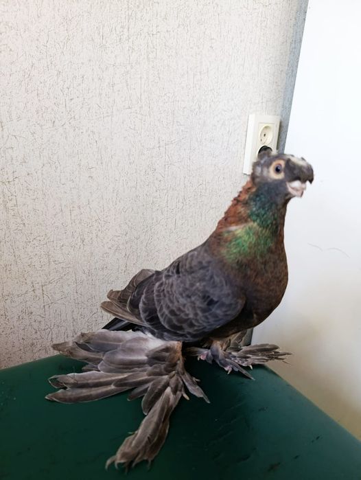 Продам голубей .