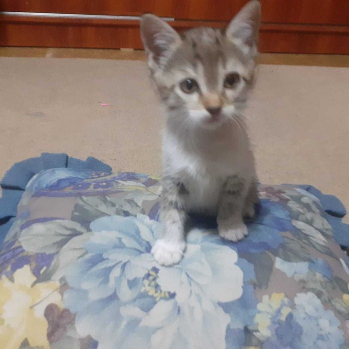 Отдам в хорошие руки