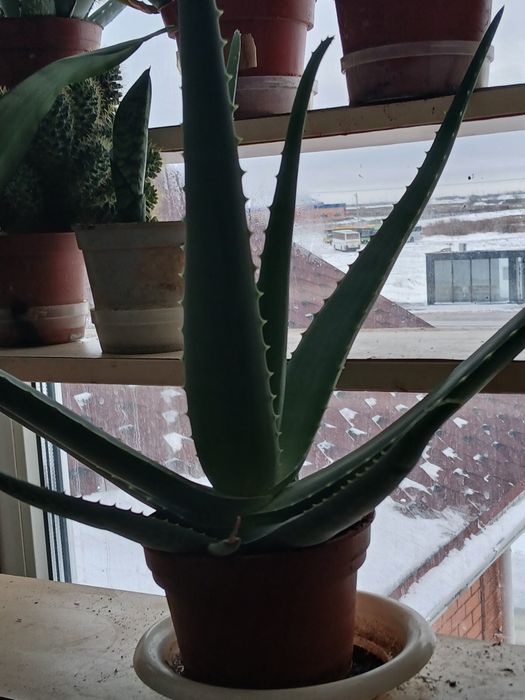 Продам Алоэ Вера