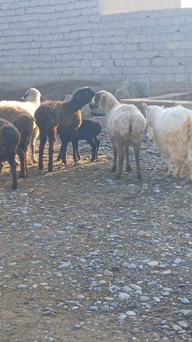 Қой сатылады туркестан қаласы