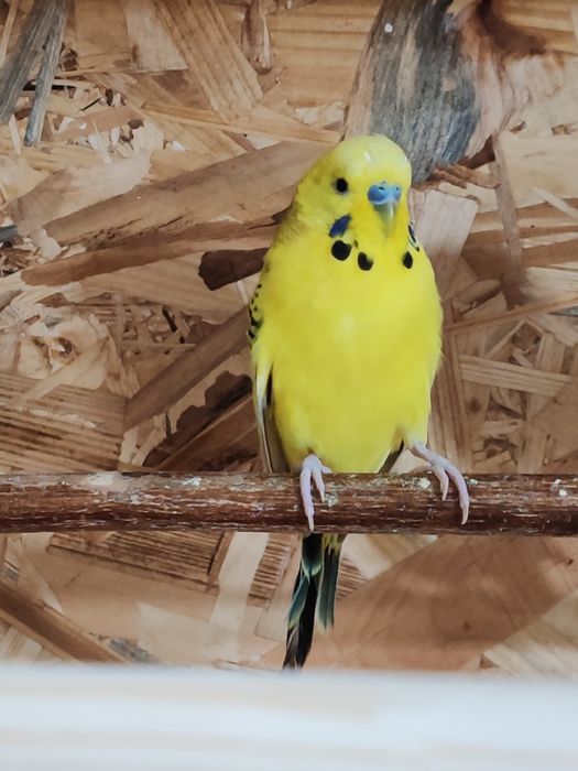 Papagali peruși pui și maturi