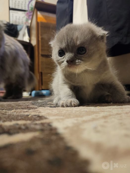 Продается котёнок