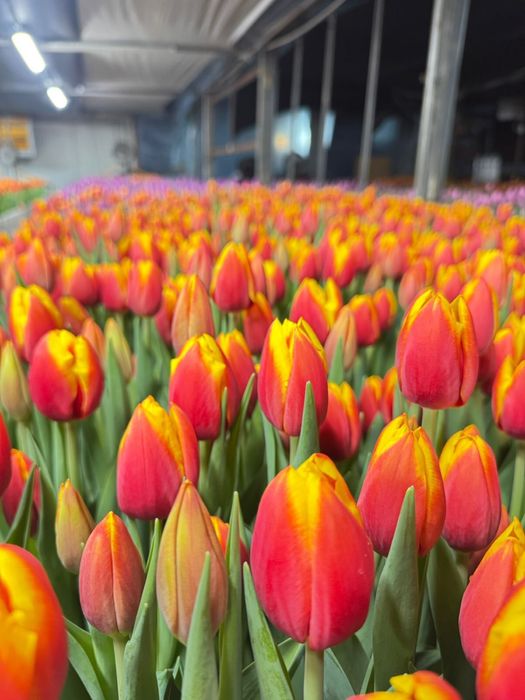 Тюльпаны опт розница