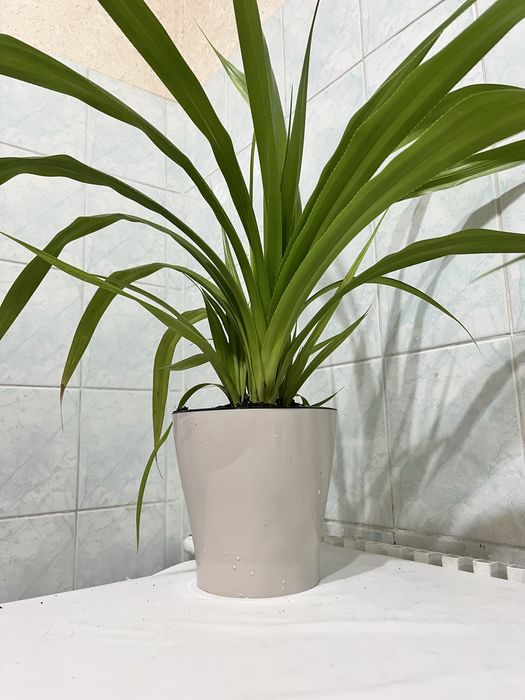 Гүл сатылады. Бағасы 2500 тг.