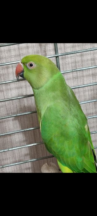 Ожереловый попугай ручной