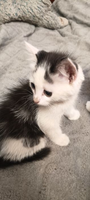 Отдам котят в хорошие руки
