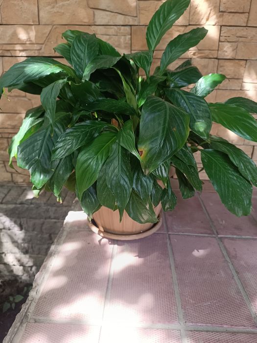 Комнатные растения,цветы