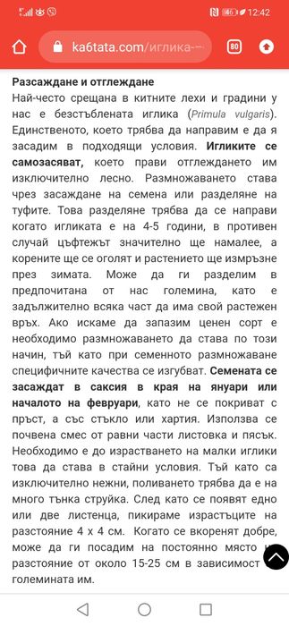 Градинска иглика в 4 цвята