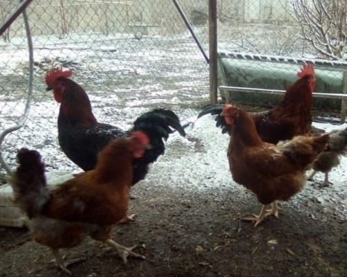 Яйца для инкубации от кур разных пород!!