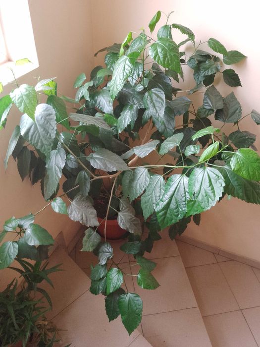 Продавам Китайска роза