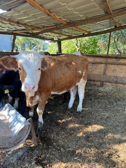 Vând două vitele bălțate și una angus