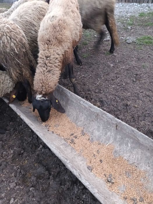 Vand oaie cu mielul langa ea