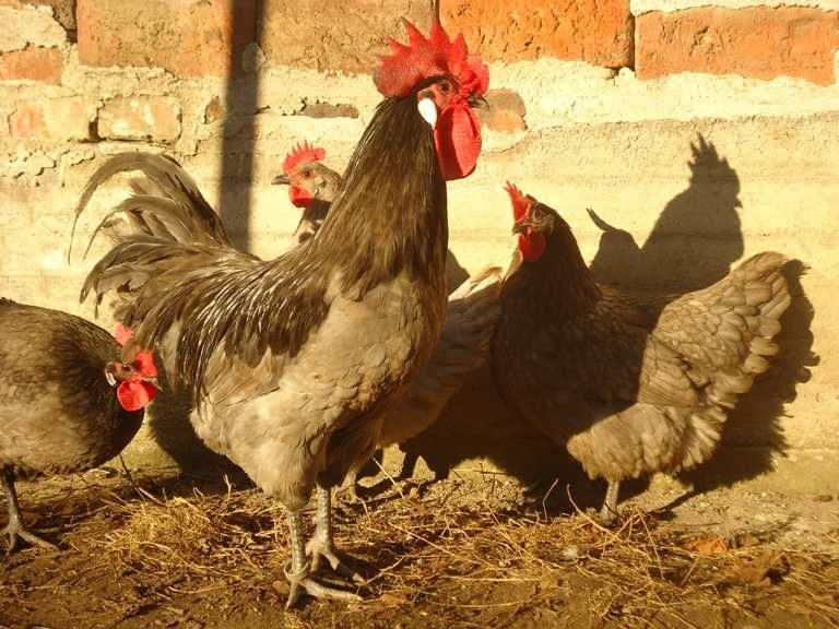 Продавам яйца от Брезе.