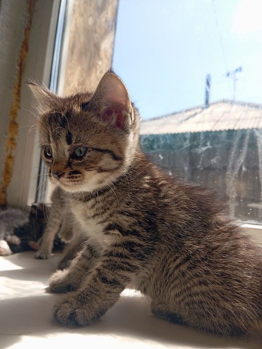 Отдам мальчика  котенка