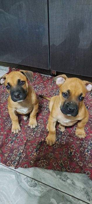 Продаются щенки породы "Боксёр "