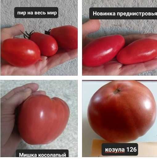 Продам семена томатов