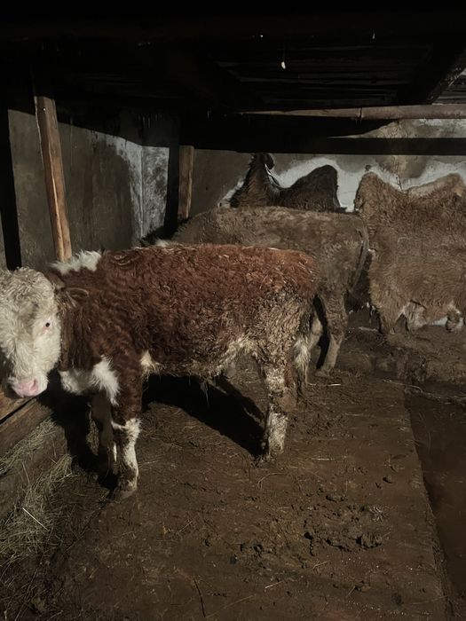 Бұзаулар сатылады