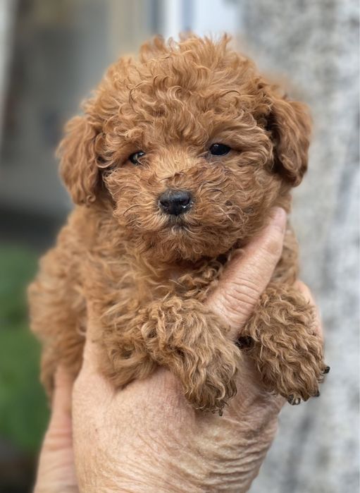 Мини Той Пуделче