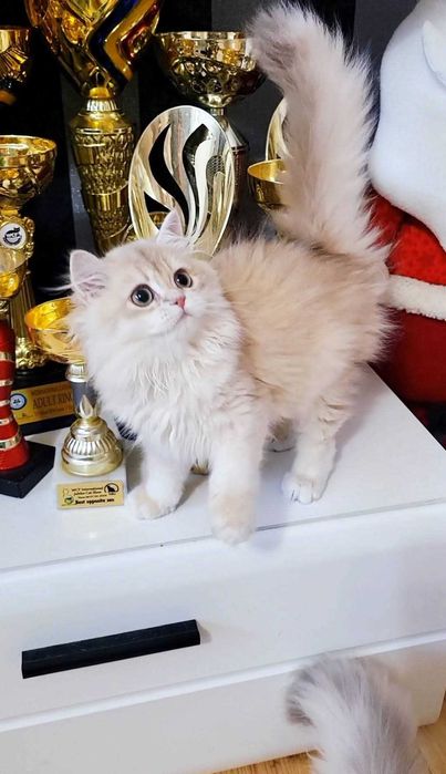 Fetita british longhair culoare rara - lilac golden