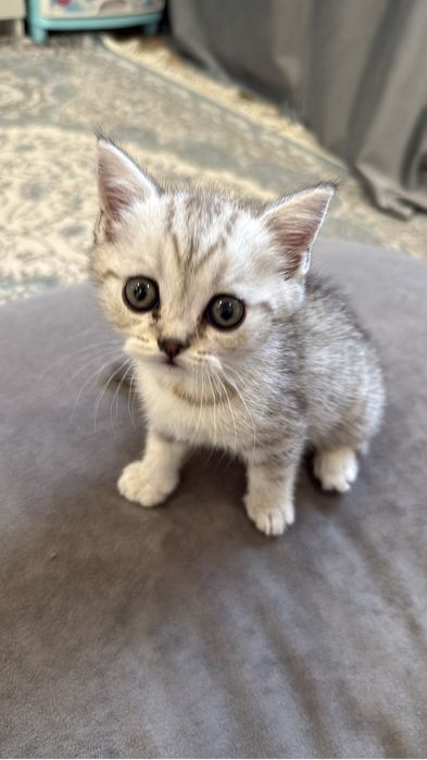 Котенок шотландец