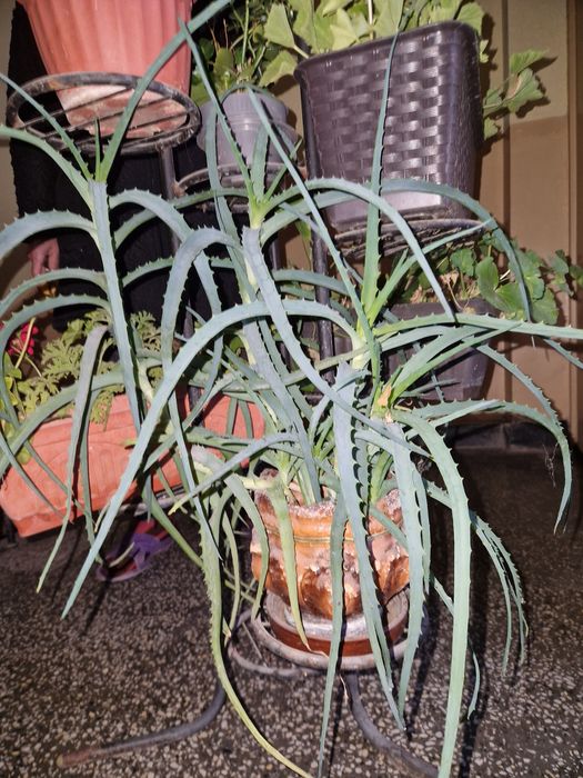 Алое вера с няколко стебла