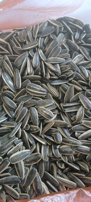 Семечки полосатые