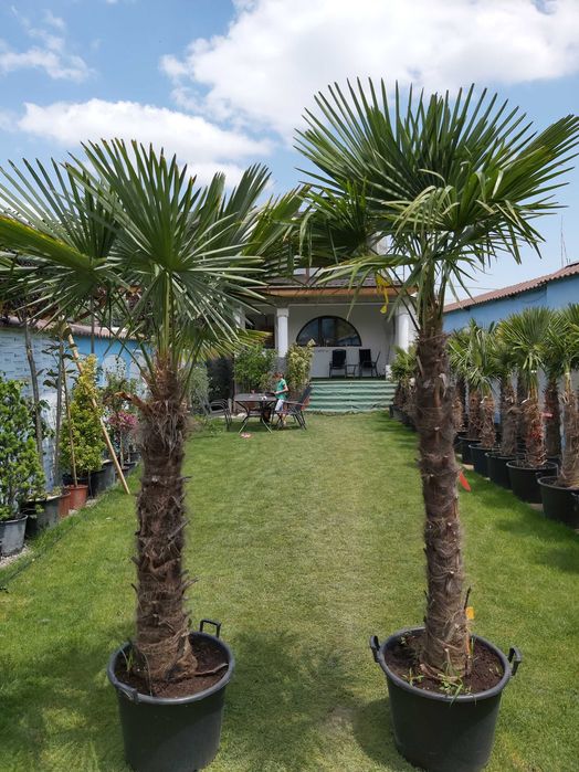 Palmieri rezistenti iarna