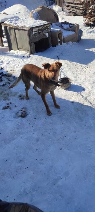 Отдам Собачку Охранника в хорошие руки