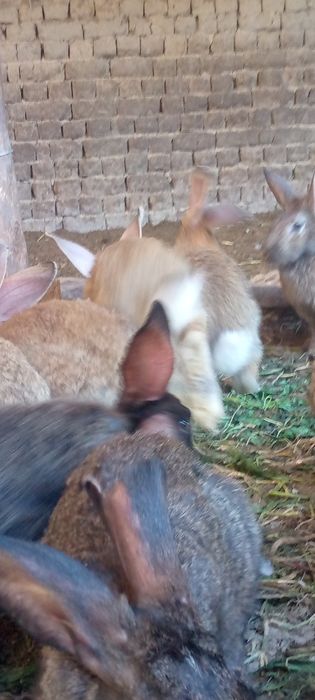 Quyon bolalari sotiladi