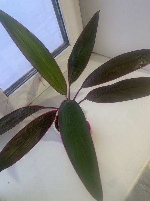 Цветы распродажа, распродажа