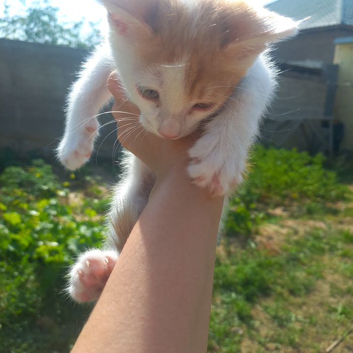 Котёнок девочка 1,5 месяцев
