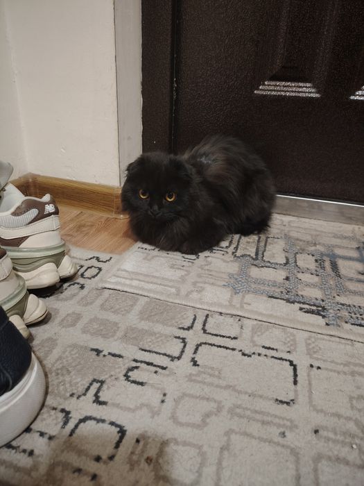 Котёнок вислоухий