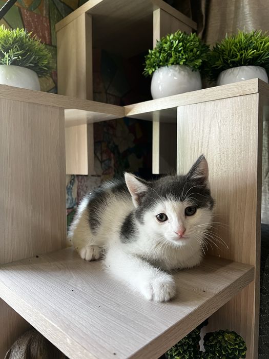 Котята. Отдам в хорошие руки