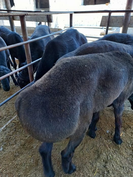 Хисори уйда бокилган койлар