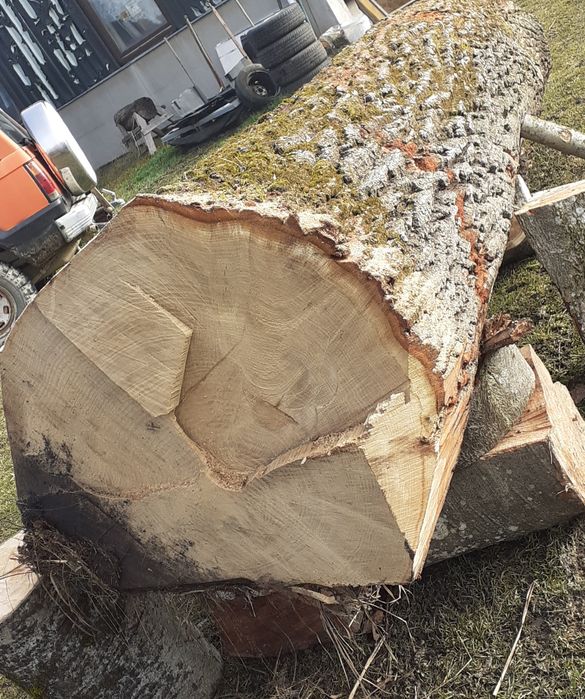 Vând bustean stejar,cires