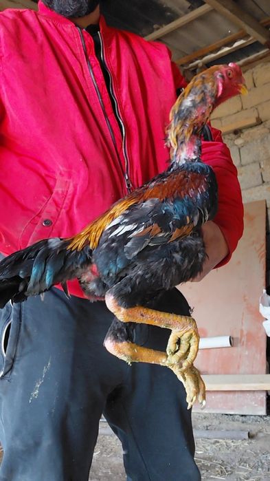 Дакан молодой петух