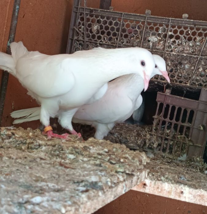 Продаются голуби